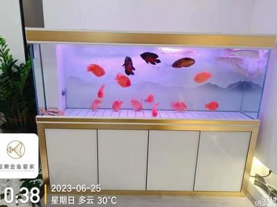 草缸魚缸哪個好養