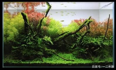 草缸魚缸哪個好養