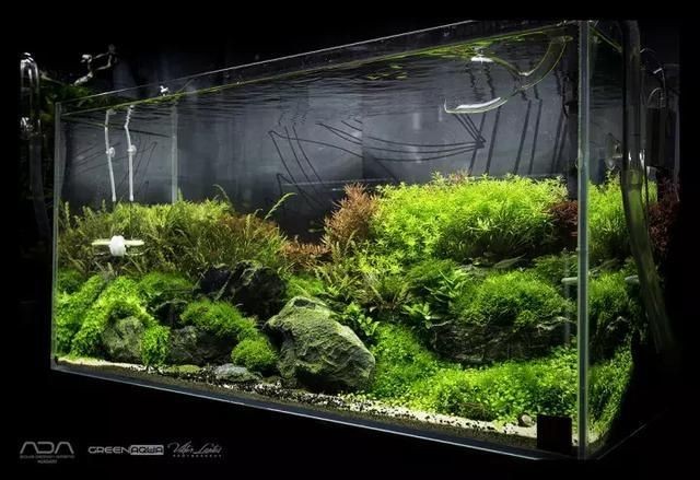 草缸魚缸哪個好養