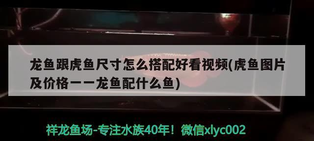 龍魚跟虎魚尺寸怎么搭配好看視頻(虎魚圖片及價格一一龍魚配什么魚)