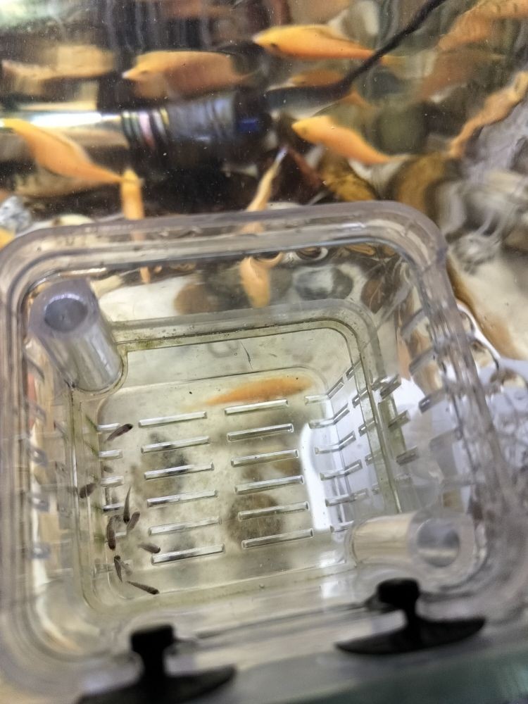 森森加熱棒顯示e4怎么處理：森森加熱棒顯示e4怎么處理森森加熱棒顯示e4處理方法