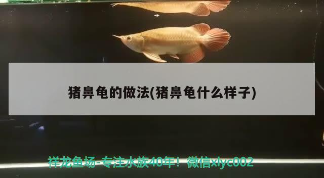 豬鼻龜?shù)淖龇?豬鼻龜什么樣子)