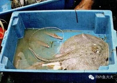 福魟魟魚飼料保存方法，如何保存福[需手動填充][需手動填充]魚飼料