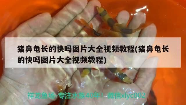 龍魚(yú)停食一天會(huì)有何影響，魚(yú)停食一天可能會(huì)對(duì)其健康產(chǎn)生一系列影響，龍魚(yú)停食一天會(huì)有什么癥狀