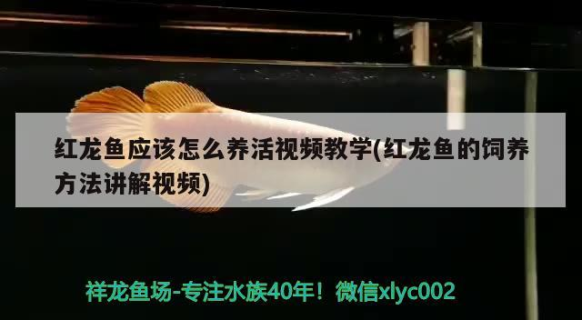 紅龍魚應(yīng)該怎么養(yǎng)活視頻教學(xué)(紅龍魚的飼養(yǎng)方法講解視頻)