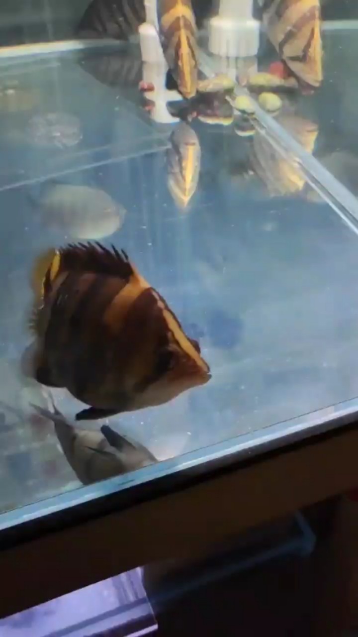 虎魚營養太好了