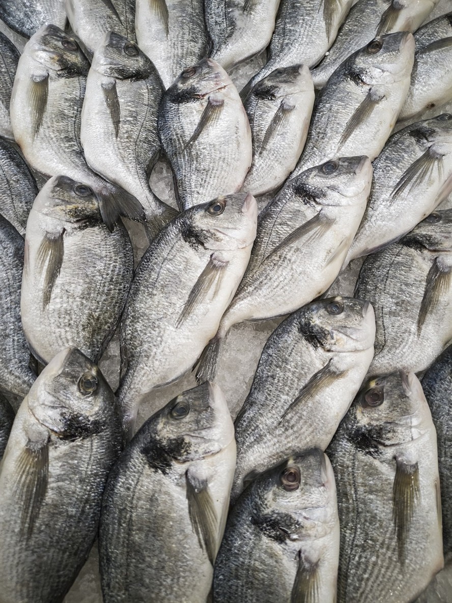 虎魚營養太好了