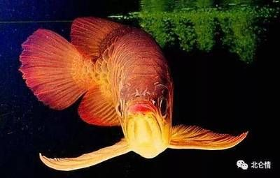 紅龍魚生長周期：關于紅龍魚生長周期的詳細信息