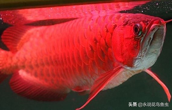 紅龍魚品種排行圖：紅龍魚品種及種及特點(diǎn)