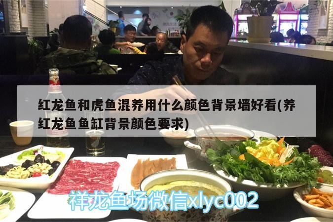 紅龍魚和虎魚混養用什么顏色背景墻好看(養紅龍魚魚缸背景顏色要求)