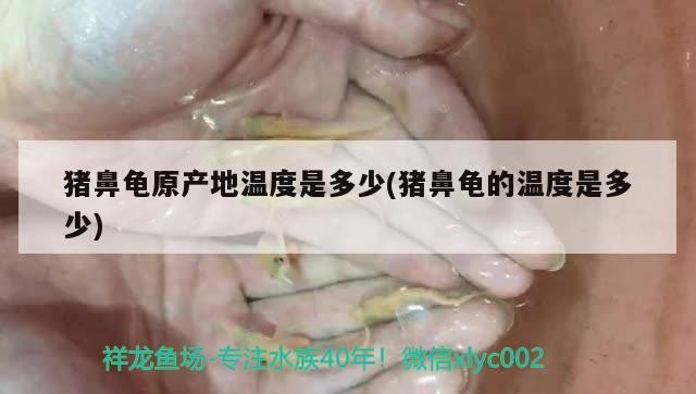 豬鼻龜原產(chǎn)地溫度是多少(豬鼻龜?shù)臏囟仁嵌嗌? 豬鼻龜原產(chǎn)地溫度是多少(豬鼻龜?shù)臏囟仁嵌嗌? 豬鼻龜百科