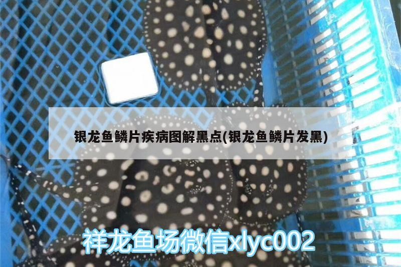 銀龍魚鱗片疾病圖解黑點(銀龍魚鱗片發黑)