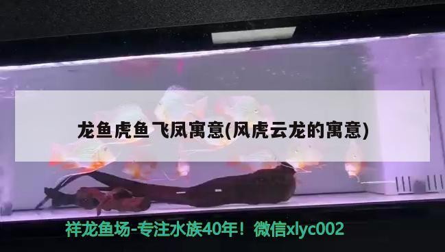 龍魚虎魚飛鳳寓意(風虎云龍的寓意)