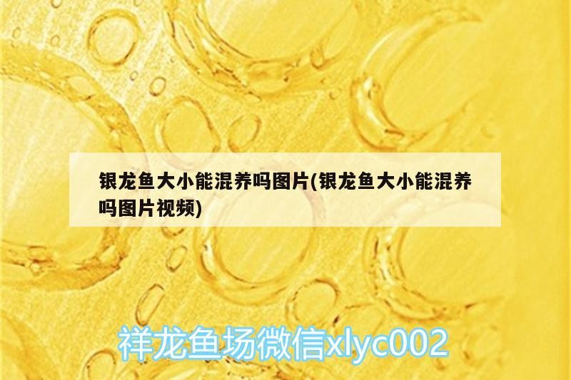 銀龍魚大小能混養嗎圖片(銀龍魚大小能混養嗎圖片視頻)