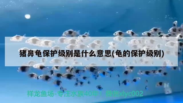 豬鼻龜保護級別是什么意思(龜的保護級別)