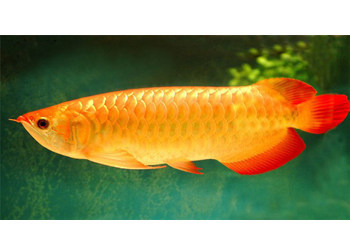 金龍魚活體 龍魚百科 第3張 金龍魚活體 金龍魚活體 龍魚百科 第3張