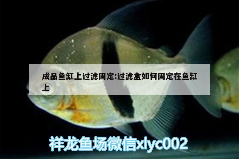 成品魚缸上過濾固定:過濾盒如何固定在魚缸上