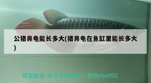 公豬鼻龜能長多大(豬鼻龜在魚缸里能長多大)
