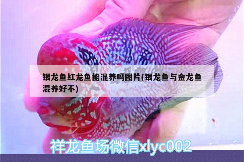 銀龍魚紅龍魚能混養嗎圖片(銀龍魚與金龍魚混養好不)