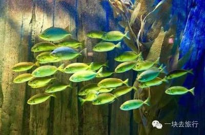 1.5米魚缸圖片大全