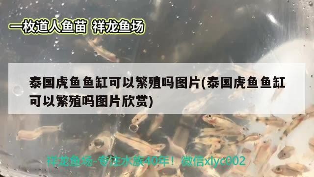 泰國虎魚魚缸可以繁殖嗎圖片(泰國虎魚魚缸可以繁殖嗎圖片欣賞)