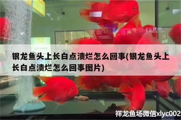 銀龍魚頭上長白點潰爛怎么回事(銀龍魚頭上長白點潰爛怎么回事圖片)
