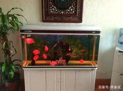 多大的魚缸養多大的魚