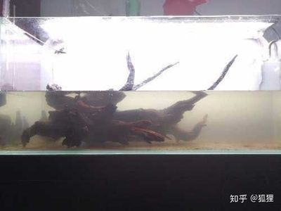 多大的魚缸養多大的魚