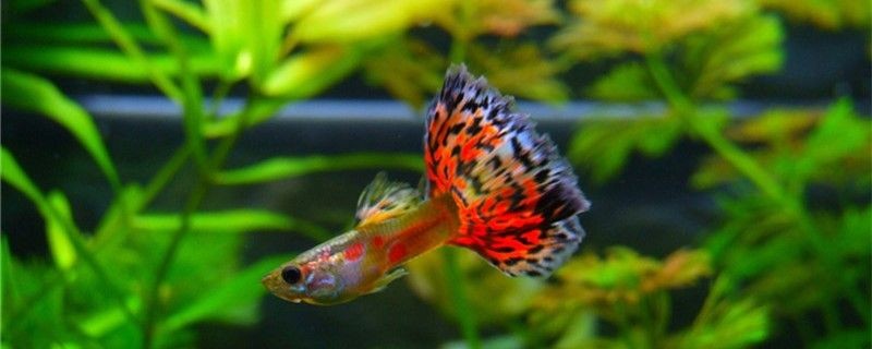 魚缸內壁為什么容易臟內壁的水垢怎么清理 魚缸內壁為什么容易臟內壁的水垢怎么清理 魟魚百科