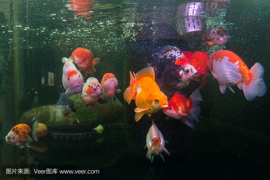 巴南哪里有魚缸賣的店呢：巴南區與魚缸銷售相關的店鋪及其位置信息及其位置信息