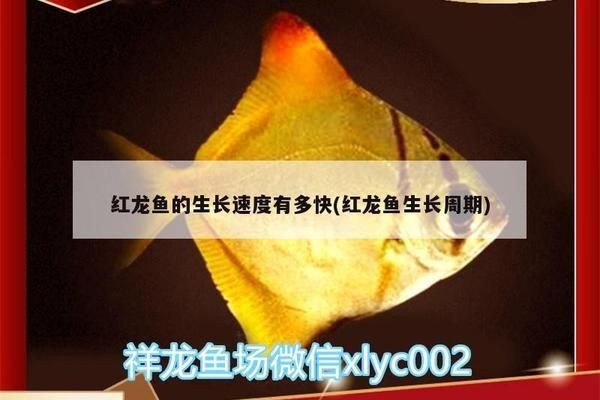 紅龍魚的生長速度快嗎：關于紅龍魚的生長速度的詳細信息