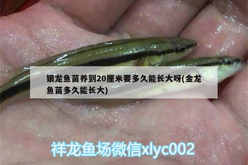 銀龍魚苗養到20厘米要多久能長大呀(金龍魚苗多久能長大)