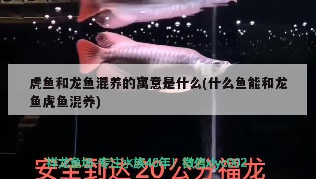 虎魚和龍魚混養的寓意是什么(什么魚能和龍魚虎魚混養)