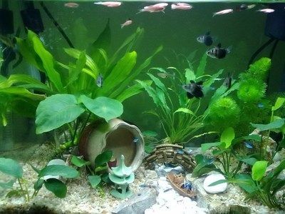 大魚缸養小魚群好嗎：大魚缸養小魚群養既有優點也有缺點包括提供更好的生活空間