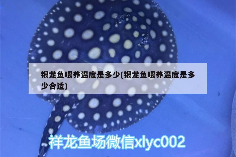 紅龍魚用黃燈烤有用嗎 銀龍魚喂養溫度是多少(銀龍魚喂養溫度是多少合適) 銀龍魚百科 銀龍魚喂養溫度是多少(銀龍魚喂養溫度是多少合適) 銀龍魚喂養溫度是多少(銀龍魚喂養溫度是多少合適) 銀龍魚百科