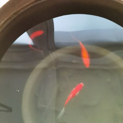 冬天室外魚缸養(yǎng)錦鯉怎么養(yǎng)：冬天室外魚缸養(yǎng)錦鯉需要特別的關(guān)注和管理和管理
