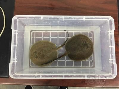 魟魚種質改良最新研究：關于魟魚種質改良的最新研究