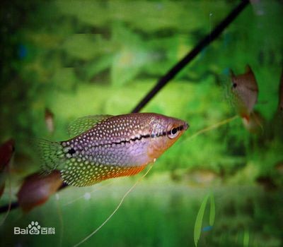 虎皮魚的飼養(yǎng)技術(shù)：虎皮魚在魚缸上層游的原因包括缺氧、水質(zhì)問題、食物來源以及健康狀況