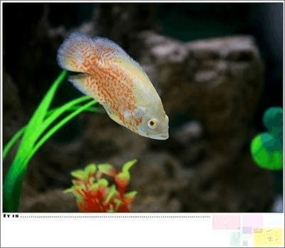虎皮魚的飼養(yǎng)技術(shù)：虎皮魚在魚缸上層游的原因包括缺氧、水質(zhì)問題、食物來源以及健康狀況