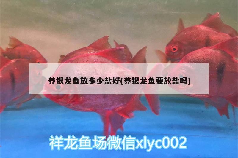 養銀龍魚放多少鹽好(養銀龍魚要放鹽嗎)