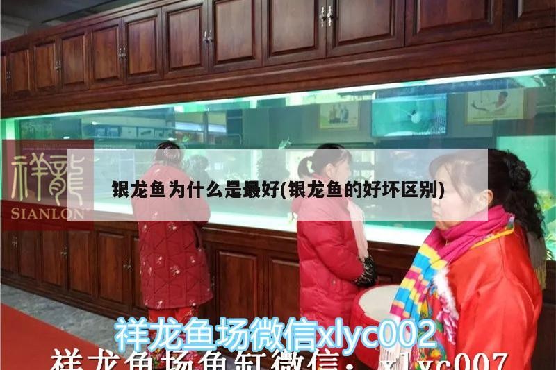 銀龍魚為什么是最好(銀龍魚的好壞區(qū)別)