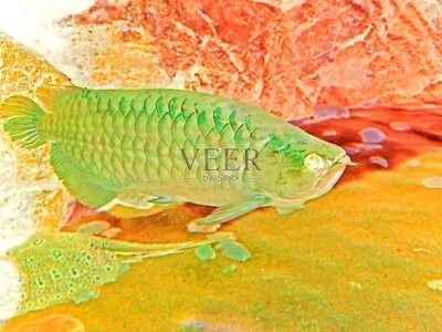 龍魚多大算成年