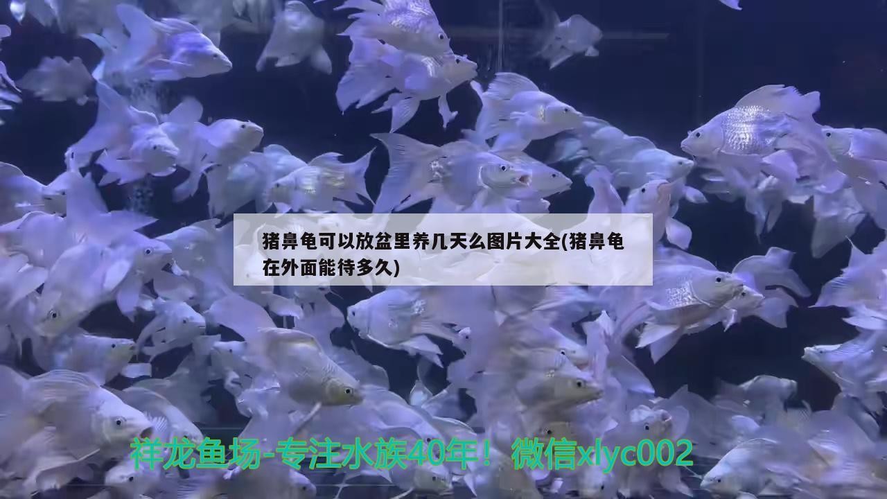 豬鼻龜可以放盆里養幾天么圖片大全(豬鼻龜在外面能待多久) 豬鼻龜可以放盆里養幾天么圖片大全(豬鼻龜在外面能待多久) 豬鼻龜百科
