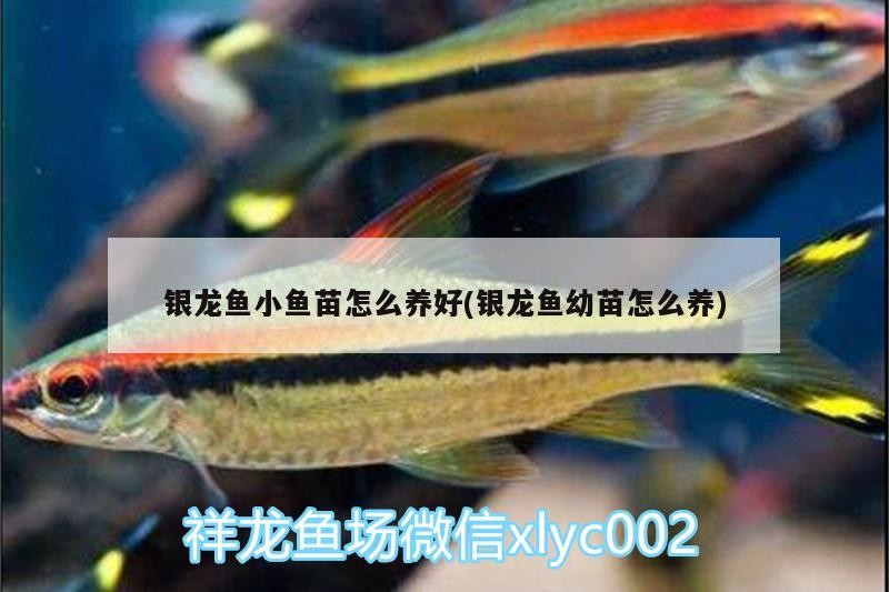 銀龍魚小魚苗怎么養(yǎng)好(銀龍魚幼苗怎么養(yǎng))