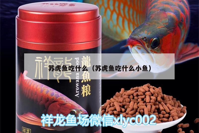 蘇虎魚吃什么（蘇虎魚吃什么小魚）
