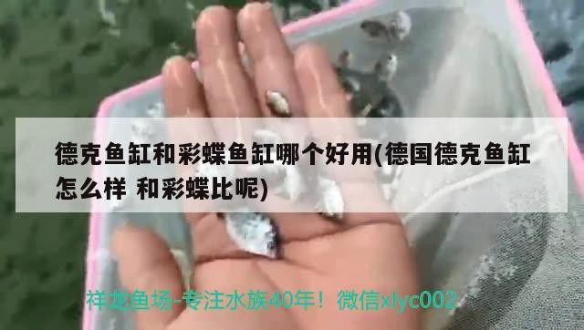 蘇虎魚吃什么（蘇虎魚吃什么小魚）