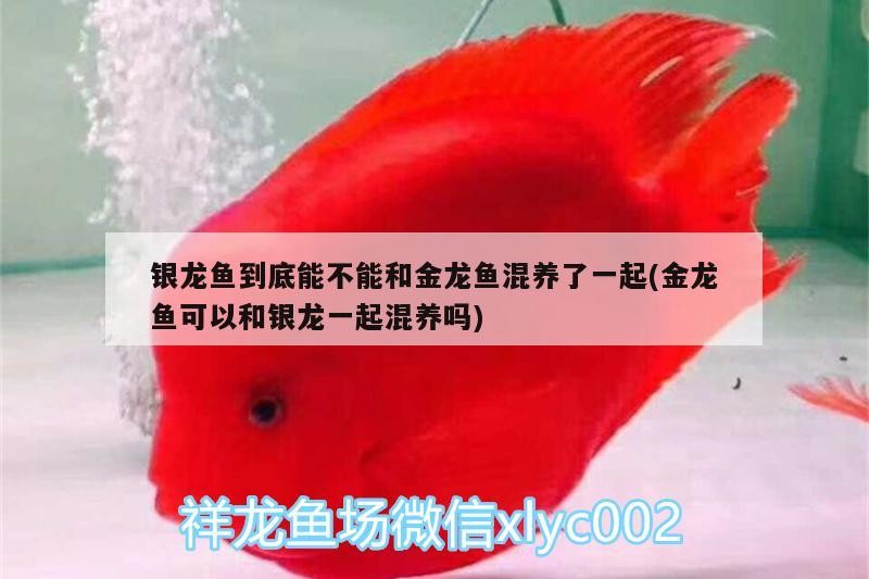 龍魚中毒后怎么救活 銀龍魚到底能不能和金龍魚混養了一起(金龍魚可以和銀龍一起混養嗎) 銀龍魚百科 銀龍魚到底能不能和金龍魚混養了一起(金龍魚可以和銀龍一起混養嗎) 銀龍魚到底能不能和金龍魚混養了一起(金龍魚可以和銀龍一起混養嗎) 銀龍魚百科