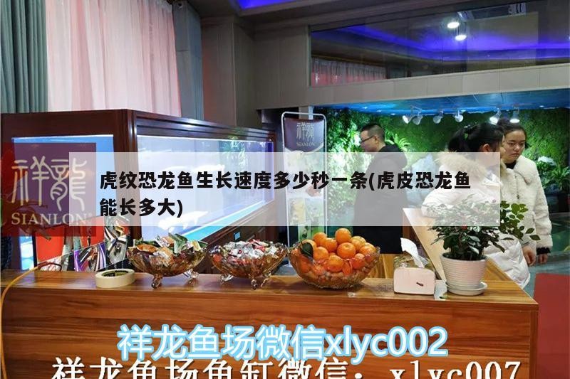 虎魚與龍魚混養的注意事項視頻教程(紅龍魚和虎魚混養)