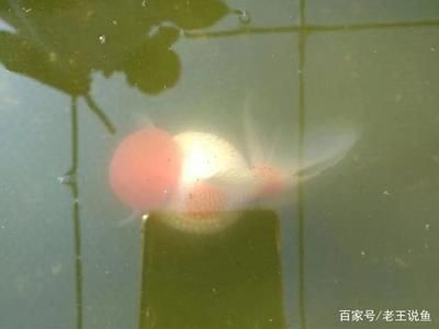 不給魚缸加氧氣,魚為什么會(huì)游到水面上：魚為什么會(huì)在下雨天跳出水面