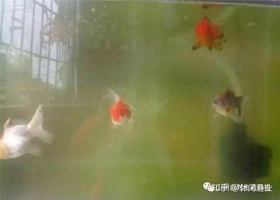 不給魚缸加氧氣,魚為什么會(huì)游到水面上：魚為什么會(huì)在下雨天跳出水面